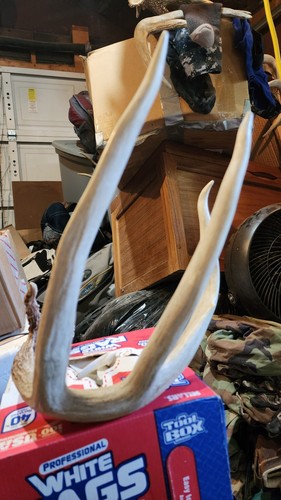 Big whitetail deer sheds - big,