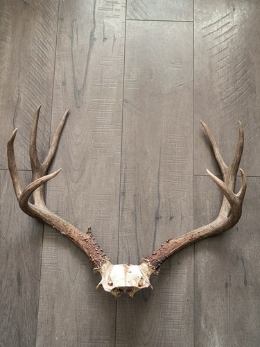 Mature blacktail antler - 4, 4